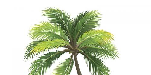 The palm tree for an exotic garden