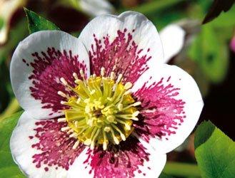 Plant the Christmas rose