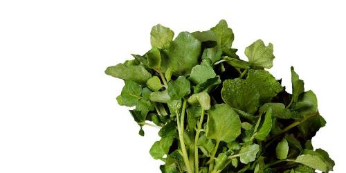 How to cook watercress to enjoy its benefits?