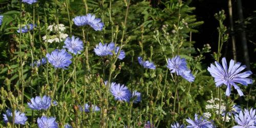 Find chicory in the daily diet